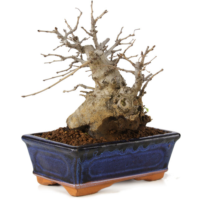 Pourthiaea villosa, 17 cm, ± 10 anni