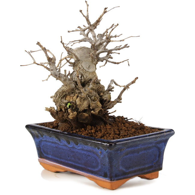 Pourthiaea villosa, 17 cm, ± 10 ans