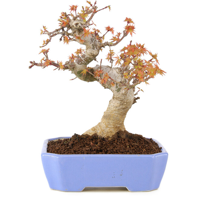 Acer palmatum Kotohime, 19 cm, ± 15 Jahre alt