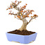 Acer palmatum Kotohime, 19 cm, ± 15 jaar oud