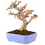 Acer palmatum Kotohime, 19 cm, ± 15 Jahre alt