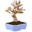 Acer palmatum Kotohime, 19 cm, ± 15 jaar oud