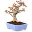 Acer palmatum Kotohime, 19 cm, ± 15 anni