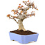 Acer palmatum Kotohime, 19 cm, ± 15 jaar oud