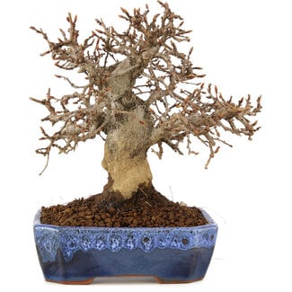 Carpinus coreana, 20 cm, ± 20 jaar oud