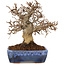 Carpinus coreana, 20 cm, ± 20 years old