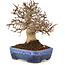 Carpinus coreana, 20 cm, ± 20 years old