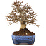 Carpinus coreana, 20 cm, ± 20 Jahre alt