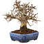 Carpinus coreana, 20 cm, ± 20 Jahre alt