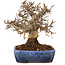 Carpinus coreana, 20 cm, ± 20 Jahre alt