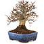 Carpinus coreana, 20 cm, ± 20 Jahre alt