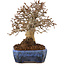 Carpinus coreana, 20 cm, ± 20 Jahre alt