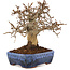 Carpinus coreana, 20 cm, ± 20 years old