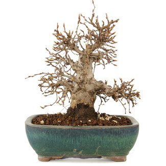 Carpinus coreana, 24 cm, ± 20 anni