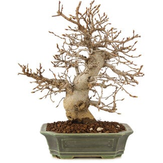 Carpinus coreana, 24 cm, ± 20 anni