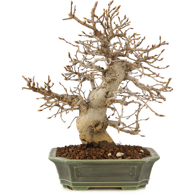 Carpinus coreana, 24 cm, ± 20 Jahre alt