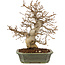 Carpinus coreana, 24 cm, ± 20 Jahre alt