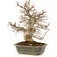 Carpinus coreana, 24 cm, ± 20 anni