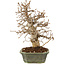 Carpinus coreana, 24 cm, ± 20 ans