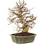 Carpinus coreana, 24 cm, ± 20 Jahre alt