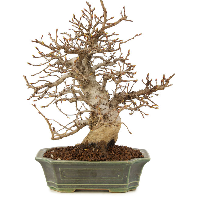 Carpinus coreana, 24 cm, ± 20 years old