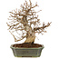 Carpinus coreana, 24 cm, ± 20 anni