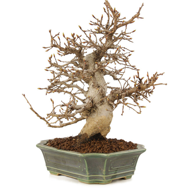 Carpinus coreana, 24 cm, ± 20 Jahre alt