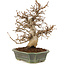 Carpinus coreana, 24 cm, ± 20 jaar oud