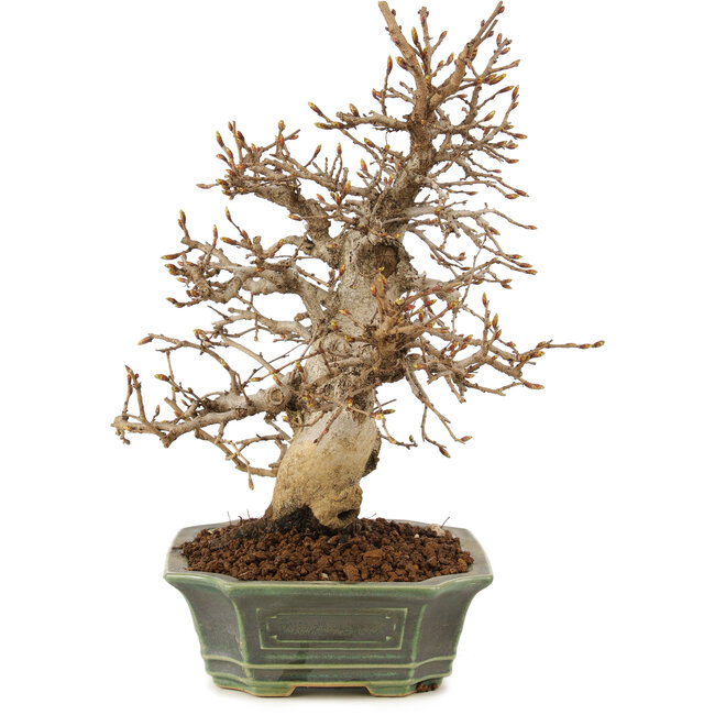 Carpinus coreana, 24 cm, ± 20 anni