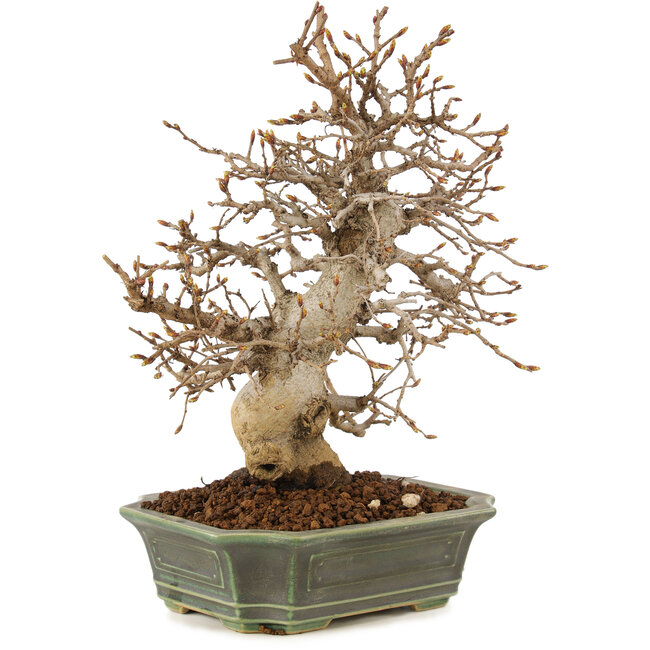 Carpinus coreana, 24 cm, ± 20 años