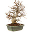 Carpinus coreana, 24 cm, ± 20 Jahre alt