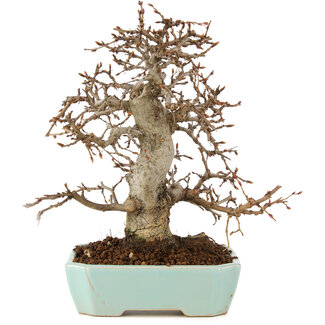 Cuerda negra 100 gr - Bonsai Plaza