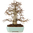 Carpinus coreana, 24 cm, ± 20 Jahre alt