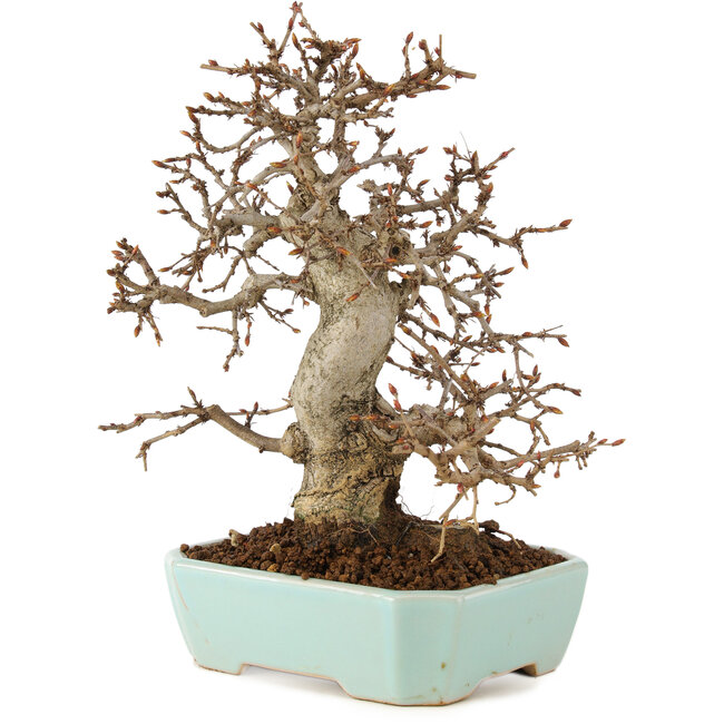 Carpinus coreana, 24 cm, ± 20 años