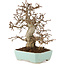 Carpinus coreana, 24 cm, ± 20 Jahre alt