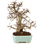 Carpinus coreana, 24 cm, ± 20 Jahre alt