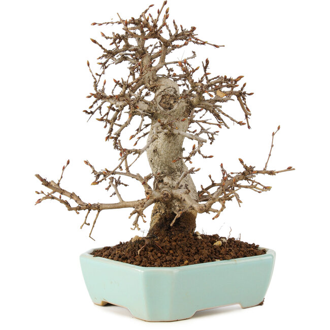 Carpinus coreana, 24 cm, ± 20 jaar oud