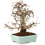 Carpinus coreana, 24 cm, ± 20 Jahre alt