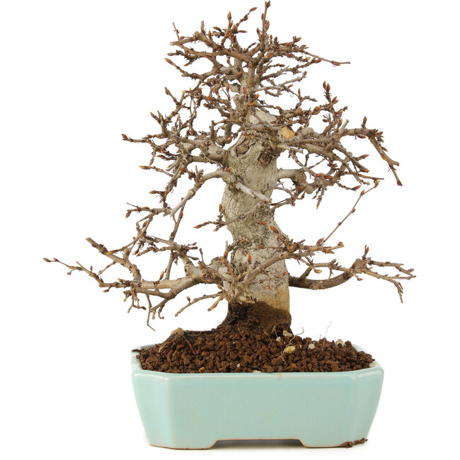 Carpinus coreana, 24 cm, ± 20 jaar oud