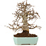 Carpinus coreana, 24 cm, ± 20 years old