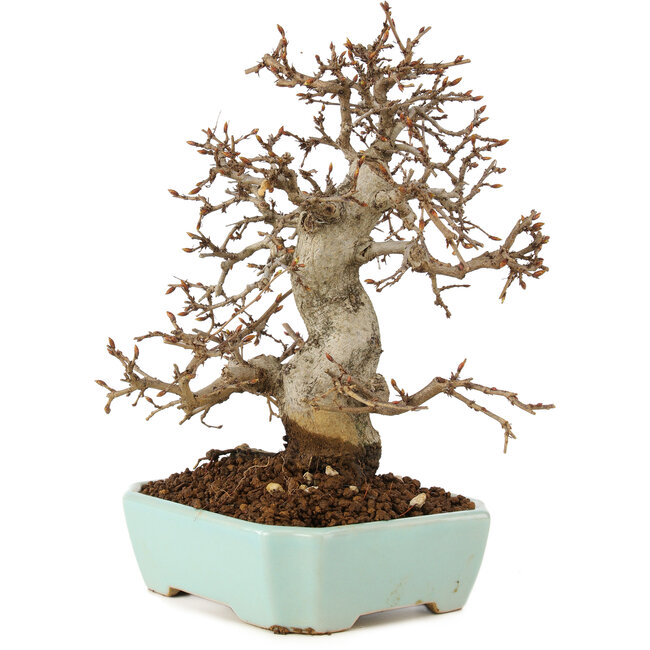 Carpinus coreana, 24 cm, ± 20 years old