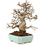 Carpinus coreana, 24 cm, ± 20 jaar oud