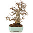 Carpinus coreana, 24 cm, ± 20 Jahre alt