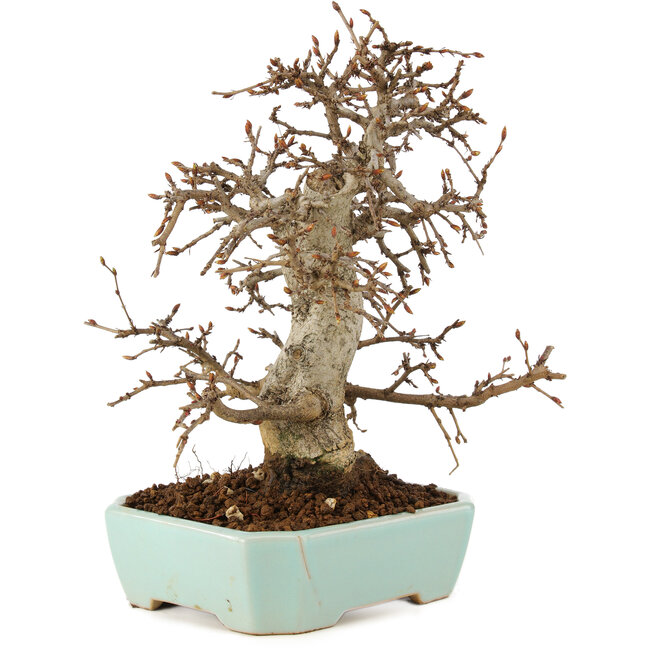 Carpinus coreana, 24 cm, ± 20 jaar oud