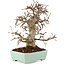 Carpinus coreana, 24 cm, ± 20 jaar oud