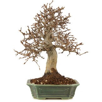 Carpinus coreana, 27 cm, ± 20 anni