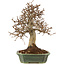 Carpinus coreana, 27 cm, ± 20 years old