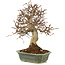 Carpinus coreana, 27 cm, ± 20 years old