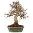 Carpinus coreana, 27 cm, ± 20 jaar oud