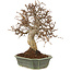 Carpinus coreana, 27 cm, ± 20 jaar oud